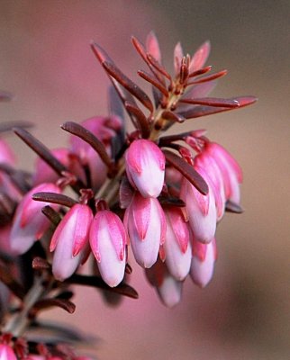 Erica carnea - vřesovec pleťový - květenství - detail (3)
